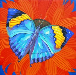 Indischer Blattschmetterling, 2014
